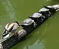 Rotwangen-Schmuckschildkröten beim Sonnenbad