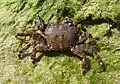 Ein Pachygrapsus marmoratus im Schwarzen Meer