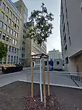 Die Stützen dieses Baums bilden ebenfalls ein Prisma.