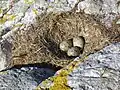 Ein Möwennest in Norwegen.