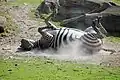 Im Zoo von Münster: Diess Zebra juckt sich am Rücken.