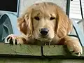 Dieser Golden Retriever ist noch ein Welpe.