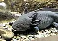 Axolotl gibt es auch in grau…
