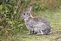 Europäisches Wildkaninchen in Wales, Großbritannien