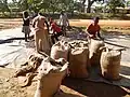 Während der Ernte in Kamerun