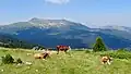 Der Crni Krš in Montenegro. Dahinter begint das Kosovo.