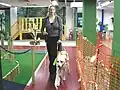 Eine blinde Frau mit Blindenführhund