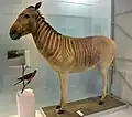 Ein ausgestopftes Quagga im Naturhistorischen Museum der Stadt Basel in der Schweiz