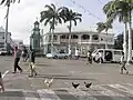 In der Innenstadt der Hauptstadt Basseterre laufen Hühner auf der Straße herum.