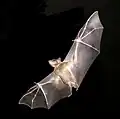 Fledermäuse können sich im Dunklen mit Hilfe des Echos orientieren.
