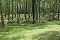 So sieht das Schlachtfeld von 1916 im französischen Verdun heute aus.