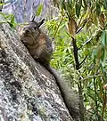 Ein Viscacha in Peru