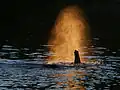 Ein Elefant überquert den Fluss Sambesi in Sambia.