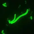 Das Pest-Bakterium, 200-mal vergrößert und mit grünem Licht sichtbar gemacht