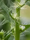 Blüten einer weiblichen Spinat-Pflanze