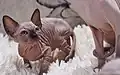 Menschen haben manche Katzen so gezüchtet, dass sie keine Haare haben. Das ist Tierquälerei.