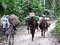 Packesel in Kolumbien