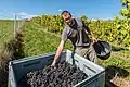 Die Ernte von Trauben wird Weinlese genannt.