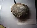 In der Gobi wurden schon viele alte Dinge gefunden, so wie dieses Dinosaurier-Ei.