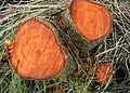 An diesen Baumstümpfen kann man das Holz der Schwarz-Erle gut sehen.