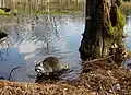 Der Waschbär jagt nur selten in einem See.