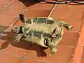 Eine Griechische Landschildkröte von unten