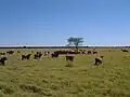 Im westlichen Teil des Landes gibt es viele Weiden mit Rindern.