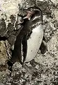 Sogar Pinguine gibt es dort.