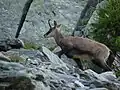 Gämsen bewegen sich schneller über Geröll als ihre Jäger.