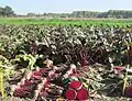 Ein Feld mit Roter Beete