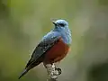 Die Blaumerle trägt auffällige Farben. Sie ist der Nationalvogel Maltas.