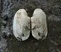 Von den Muscheln findet man meist nur die Schale.