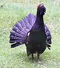 Ein Auerhuhn