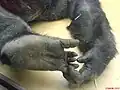 Fuß und Hand eines Gorillas