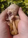 Ein Baby passt sogar in zwei Hände.
