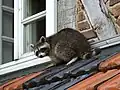 Ein Waschbär in Hessen