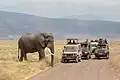 Ein Elefant im Ngorongoro-Nationalpark. In den Autos sitzen Touristen aus reichen Ländern, die außerhalb Afrikas liegen.
