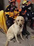 Dieser Labrador arbeitet bei der Feuerwehr in New York.
