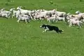 Ein Border Collie ist ein Hund, der Schafe hütet.