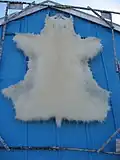 Eisbärfell an einem Haus in Grönland