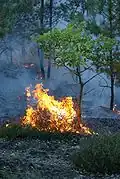 Wenn es im Wald brennt, sollte man zuerst das Feuer am Boden löschen.