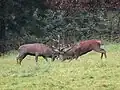 Mit dem Geweih kämpfen die Hirschmännchen um die Weibchen. Das hier sind Rothirsche.