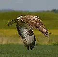 Mäusebussard: Flugkünstler auf der Jagd