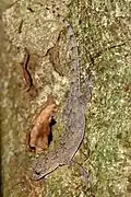 Ihre Farbe tarnt die Geckos auf Holz...