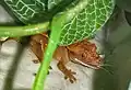 Ein Gecko-Baby beim Fressen