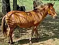 Ein Zorse aus Hauspferde-Papa und Zebra-Mama