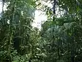 In einem Regenwald an der Grenze zu Costa Rica.