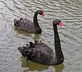 Trauerschwäne sind als einzige fast ganz schwarz und haben auch den längsten Hals. Sie stammen aus Australien.