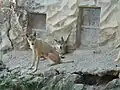 Ein Himlaya-Wolf in einem Zoo in Indien