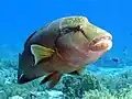 Ein Napoleon-Lippfisch